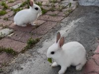 Sevimli Tavşan Yavruları
