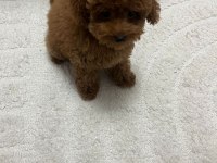 Orijinal teacup Poodle