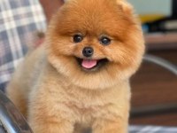 Pomeranian Boo Bebekler