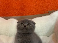 Scottish Fold 2 Aylık