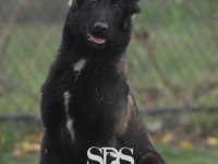 Sevgine zamanına emeğine değecek köpek arayanlara malinois