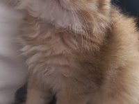 Golden N12 efsane british longhair güzellik