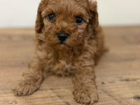 Bir Avuç Mutluluk Toy Poodle Bebeklerimden