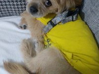 Baba pekinez anne terrier kızımız 4 aylık
