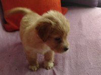 Terrier 1 aylık yavru