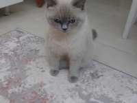 2 yaşında british shorthair kedimiz yuvasını arıyor
