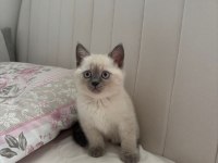 Son british shorthair yavru