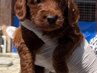 Maltipoo yavrularımız
