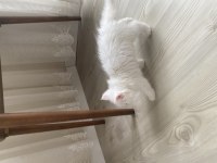 3 aylık british longhair yavrumuz