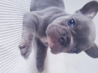 Merle Paltinyum Lilac Blue French Bulldog