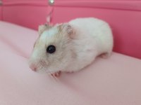 Ücretsiz olarak hamster sahiplendirme
