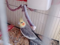 3 adet bir dişi iki erkek sultan papağanı