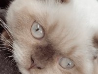 Scottish fold merkür dişi kalıcı yuva arıyoruz