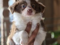 Border Collie Yavruları
