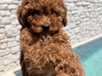 Toy Poodle Yavrumuz Yeni Ailesini Arıyor