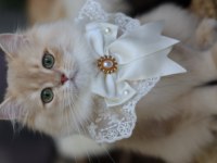 British longhair erkek kedimiz