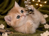 British Shorthair Golden Yavrular