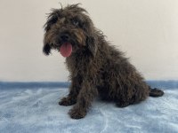 Egzotik Güzellik Poodle