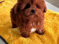 TOY POODLE SAĞLIK GARANTİLİ