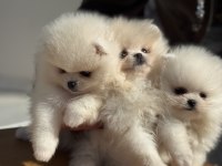 Çok özel tea cup pomeranian yavrularımız