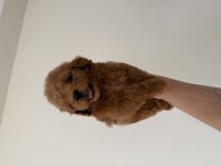 Maltipoo Lekesiz 