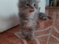 Scottish fold kediler