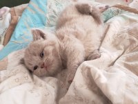 British shorthair minnoşumuz