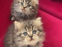 Yeni sütten kesilmiş british longhair