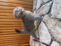 Üst Kalite Scottish Fold Bebekleri