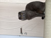 Safkan scottish fold 1.5 yaşında