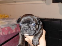French bulldog 40 günlük
