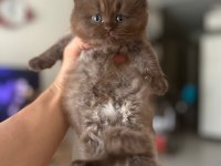 Cinnamon British Longhair
