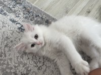 British longhair