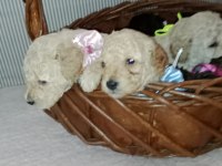 Ev içi bakılabilecek tek ırk poodle cinsidir