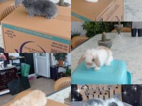 Cüce ve Lop Irkı Tavşan