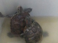Kırmızı yanak su kaplumbağa