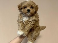 IRK GARANTİLİ MALTİPOO YAVRULARI