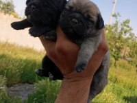 1 erkek ve 1 dişi pug