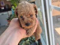 EVİNİZİN POODLE PRENSESLERİ VE PRENSLERİ 2 AYLIK