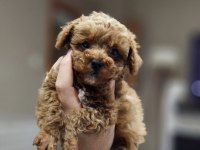 500 gram micro teacup yavruları orjinal ve safkan poodle