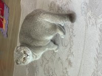 9 aylık scottish fold ve british