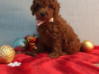 Irk ve sağlık garantili orijinal anne altından köpekler