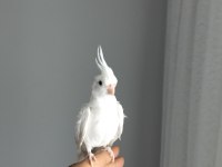 90 günlük albino sultan papağanı