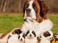 Muhteşem pofuduk St Bernard yavrular