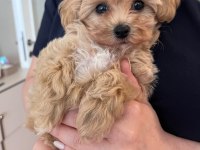 Fırsat Yavruları Bebek Yüzlü Maltipoo