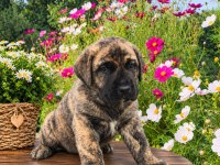 ÖZEL BRİNDLE RENK ERKEK YAVRU CANE CORSO
