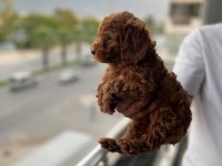 Saf kan toy poodle