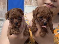 Kore poodle çok sevimli yavrular 