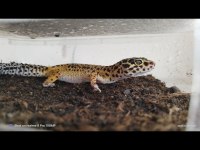 Geckolarımızı sahiplendirmek