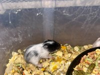 Siyah minik kömür hamster yavrularımız